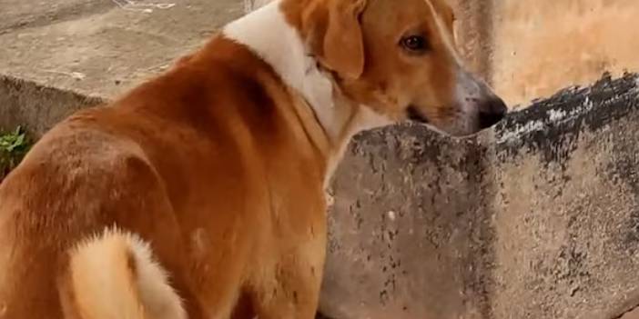 Sahibinin ölümü üzerinden aylar geçen köpek hâlâ hastanenin önünde bekliyor