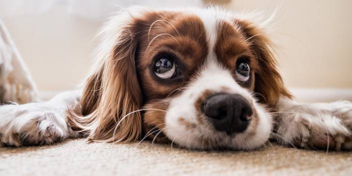 Farkında Olmadan Yapıyorsunuz... Bunları Köpeğinize Asla Yapmayın