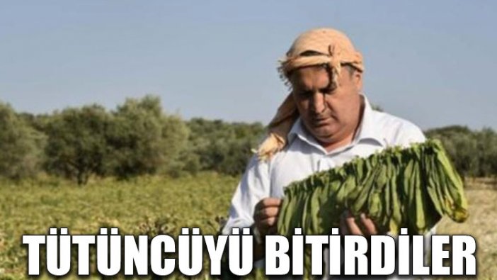 Tütüncüyü bitirdiler