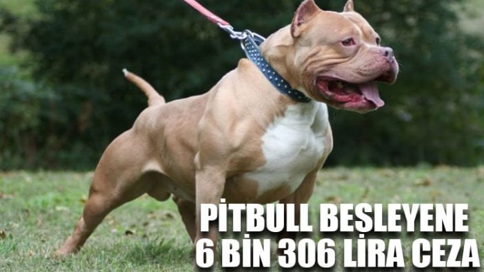 Pitbull besleyene 6 bin 306 lira ceza