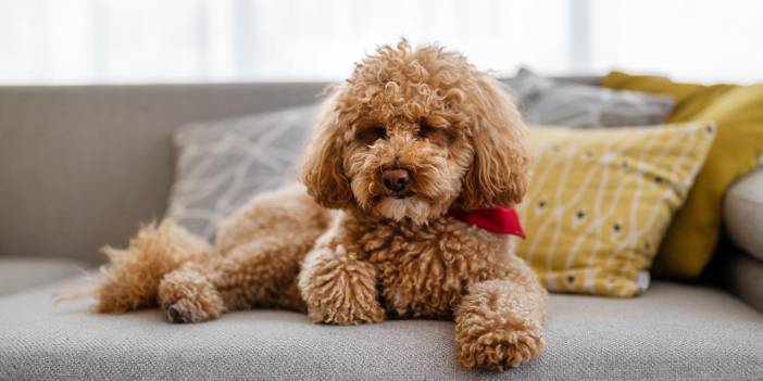 "Bir Köpek Yılı 7 İnsan Yılına Eşit" Sözü Gerçeği Yansıtmıyor! Peki Doğrusu Nedir?