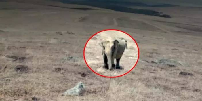 O İddia Kenti Ayaklandırdı: Ardahan'da Gerçekten Fil Görüldü Mü?