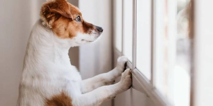 Sizin yokluğunuz, köpeğinizin umurunda mı? Herhangi bir sahip" evet "derdi , işte bilimin söylediği: