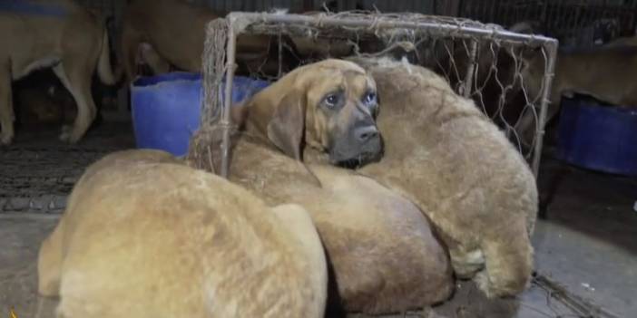 Güney Kore köpek eti  yemeyi yasaklayacak: