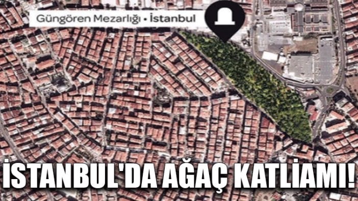 İstanbul'da ağaç katliamı!