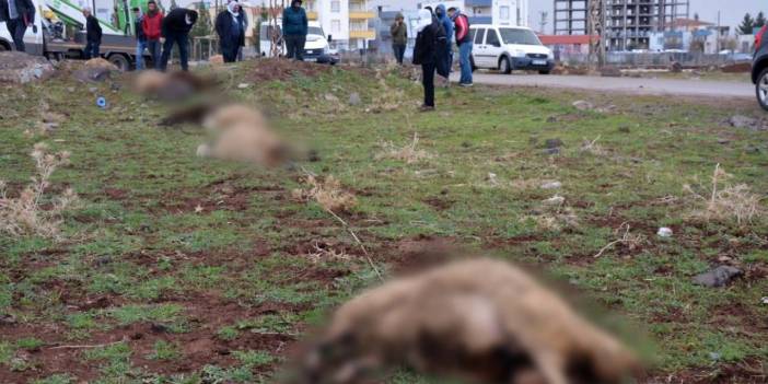 Yüksek Gerilim Hattı Koptu Hayvanlar Akıma Kapıldı: 8 Koyun Öldü!