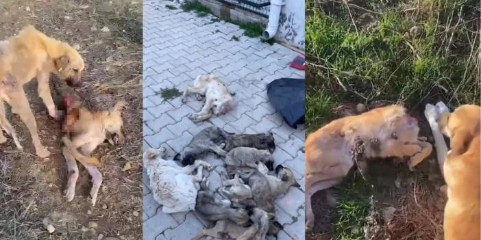 Barınakta Aç Kalan Köpekler Birbirini Yedi! Şok İddia için Açıklama Geldi