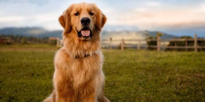 ABD'de gizemli hastalık paniği: Köpekler arasında yayılıyor! Peki insanlara da bulaşıyor mu?