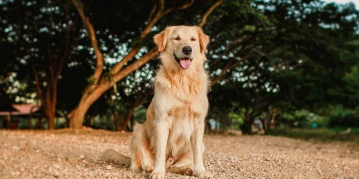 Güney Kore'de 'Köpek Eti' Kararı