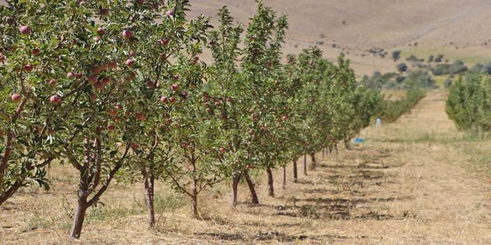 2023'ün son hasadı yapıldı: Tarladan 10 liraya çıkıyor Markette 40 Liraya Satılıyor! Hafızayı İki Kat Güçlendiriyor