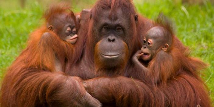 Fil, Orangutan, İmparator Penguen... Evlat Edinebileceğinizi Biliyor Muydunuz?