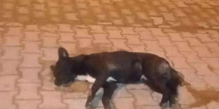 5 Sokak Köpeği Zehirlendi, Soruşturma Başlatıldı