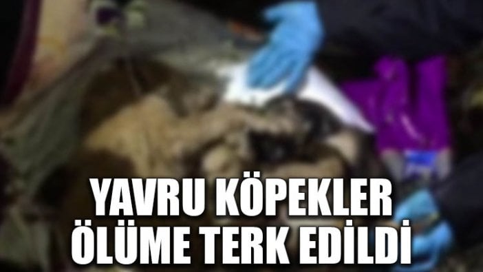 Yavru köpekler ölüme terk edildi