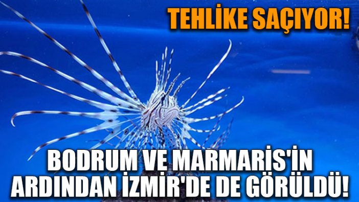 Tehlike saçıyor! Bodrum ve Marmaris'in ardından İzmir'de de görüldü!