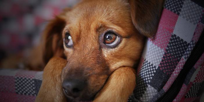 Kış Aylarında Kedinizin ve Köpeğinizin Üşüdüğünü Nasıl Anlarsınız?