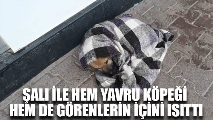 Şalı ile hem yavru köpeği hem de görenlerin içini ısıttı