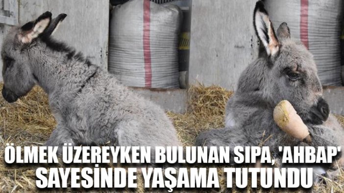 Ölmek üzereyken bulunan sıpa, 'AHBAP' sayesinde yaşama tutundu