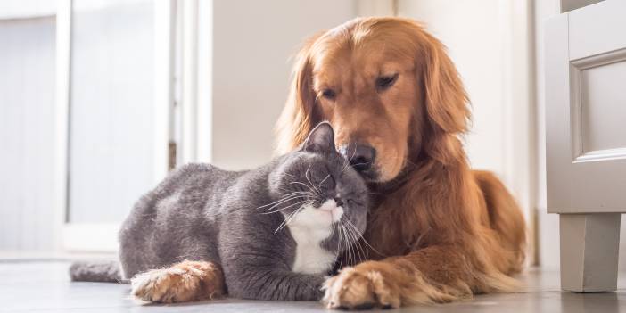 Kedi ve köpek sahiplerini ilgilendiriyor: İstenen kuduz testlerinde yeni dönem