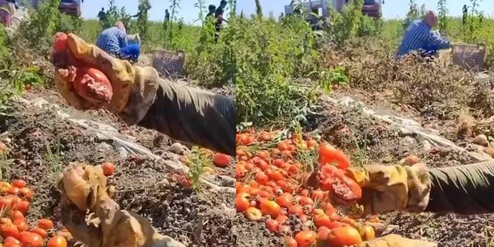 Çiftçi Kadın Marketlerden Almayın Diyerek Uyardı: Salça Fabrikasına Gönderilen Domatesler Ortaya Çıktı