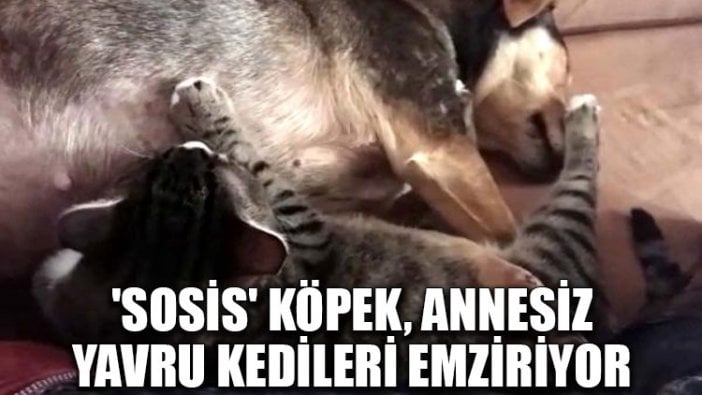 'Sosis' köpek, annesiz yavru kedileri emziriyor