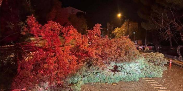 Çanakkale'de Fırtına: Ağaç Devrildi