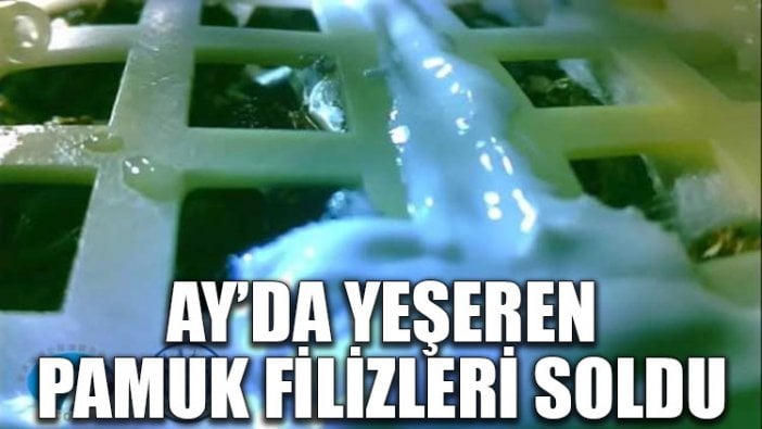 Ay’da yeşeren pamuk filizleri soldu