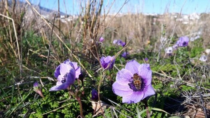 Datça'da anemonlar açtı