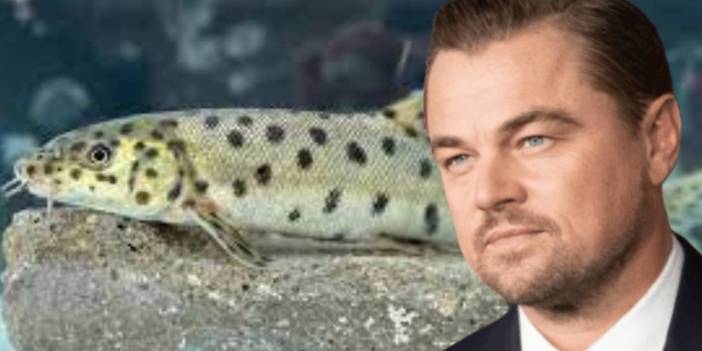 'Leopar Sazanı' dünyada en zor bulunan 10 balıktan biri! Cizre'de bulundu, dünyaca ünlü oyuncu Leonardo DiCaprio paylaştı