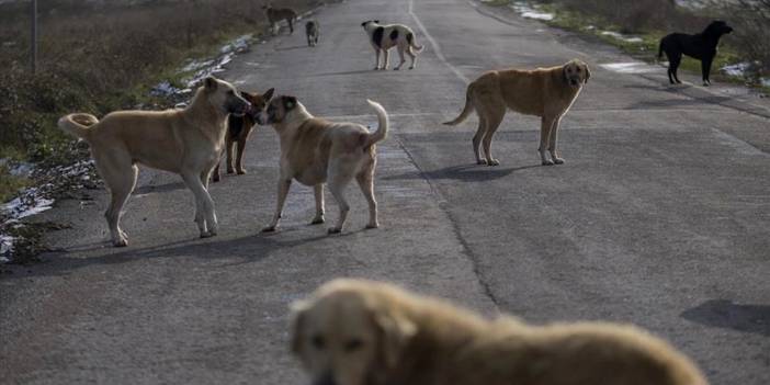 Sokağa Dışkılayan Köpek Sahipleri DNA Testiyle Bulunacak!