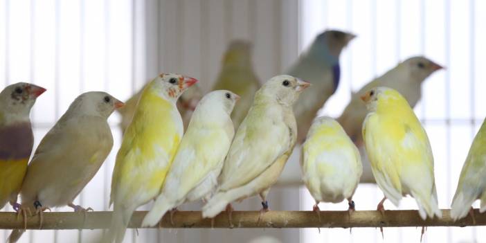 Onlar Gittikleri Her Güzellik Yarışmasından Birincilikle Dönüyor!