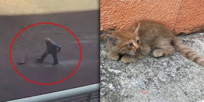 Paspasla Kedi Öldürmeye Şaka Gibi Ceza!