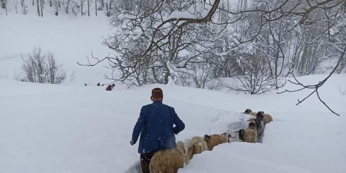 Küçükbaş sürüsünün kar içinde zorlu yolculuğu