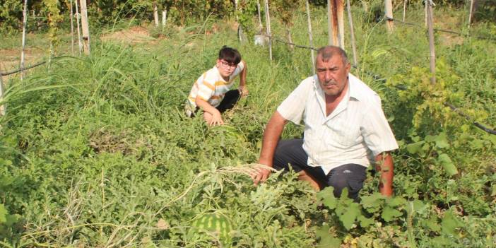 Görenler İnanamıyor, Tek Başına Kaldırmaya Gücü Yetmiyor! Üzüm Bağında Yetiştirdi: Her Biri 30 Kiloyu Geçti