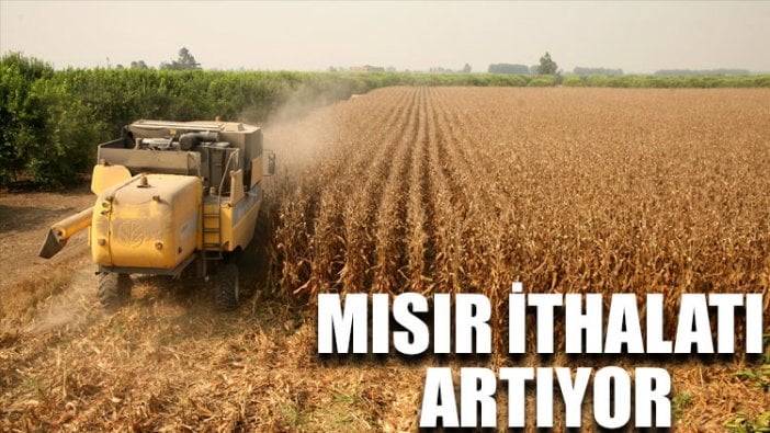 Mısır ithalatı artıyor