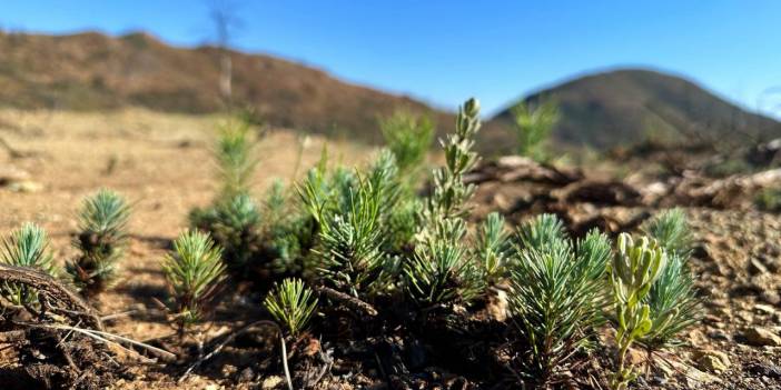 Marmaris'te Küle Dönen Ormanlık Alanlarda Sevindiren Görüntü