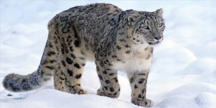 Hindistan'da 718 Kar Leoparı Yaşıyor