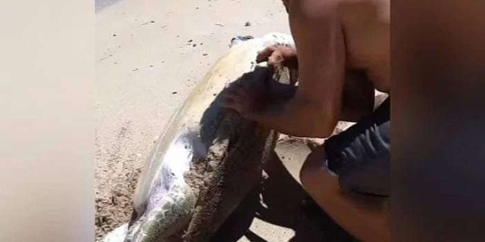 Karaya Vuran Deniz Kaplumbağasını Çocuğuyla Birlikte Hayata Döndürdüler