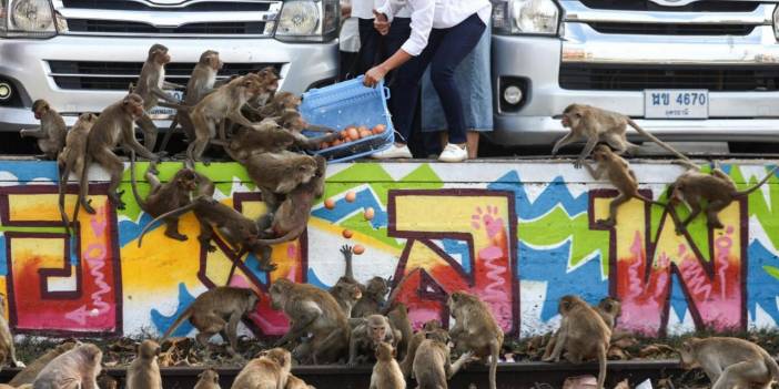 Tayland'da maymun istilası: Hayalet şehre dönüşecek