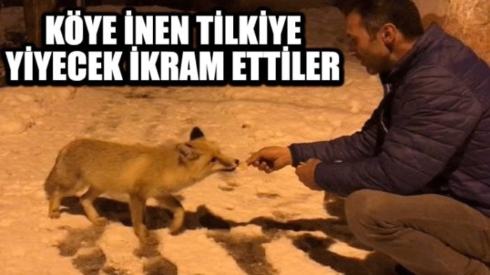 Köye inen tilkiye yiyecek ikram ettiler