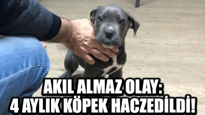 Akıl almaz olay: 4 aylık köpek haczedildi!