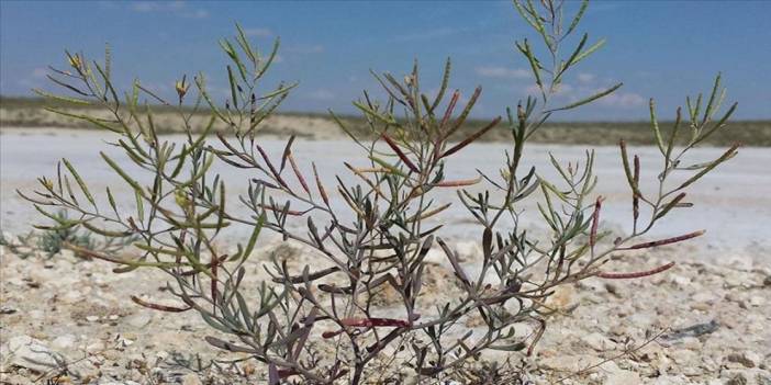 Uzaydaki 'Tuz Gölü Bitkisi Deneyi'nin Sonuçları Paylaşıldı