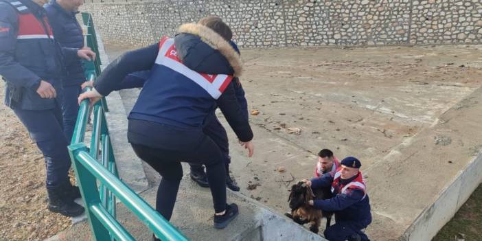 Isparta'da Su Kanalında Mahsur Kalan Keçi Kurtarıldı