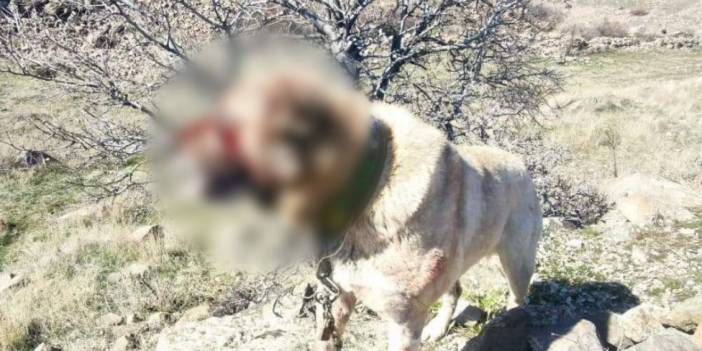 Horozdan Sonra Sıra Onlara Gelmiş: Köpek Dövüştüren Onlarca Kişi Yakalandı!