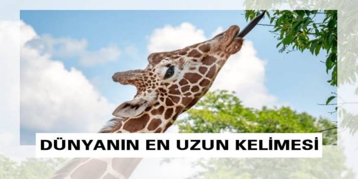 Dünyanın en uzun kelimesi; kaç harften oluştuğuna inanamayacaksınız