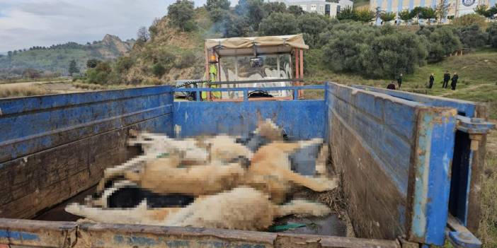 Aydın'da Köpeklerin Zehirlendiği İddiası