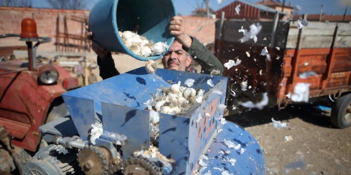 Çorum'da Sarımsak Dişleme Makinesi İşçilik ve Zaman Tasarrufu Sağlıyor