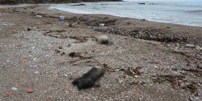 Giresun'da Köpek Cesetleri Bulundu!