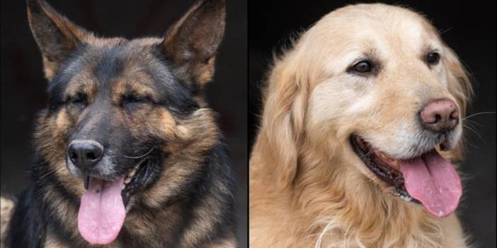 Arama Kurtarma Köpekleri "Paşa", "Badi" ve "Diva" Olası Afetlere Hazırlanıyor