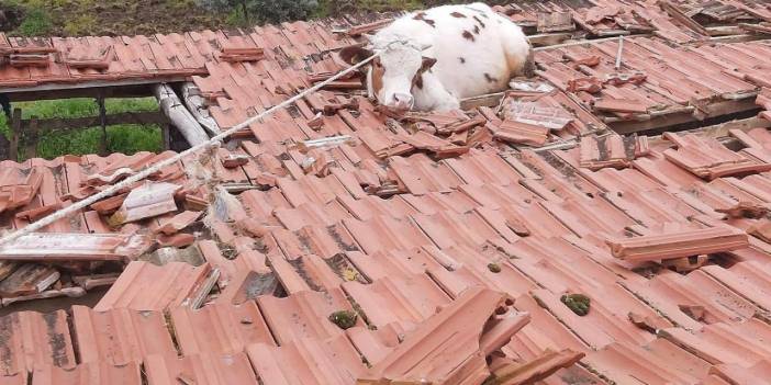 İnek Çatıda Mahsur Kaldı: İtfaiye Ekipleri Kurtardı