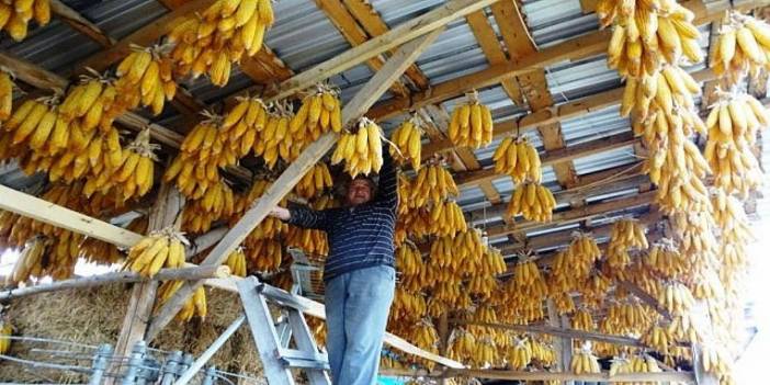 Binlerce Mahsul Külçe Halinde Asılıp Kurutuluyor